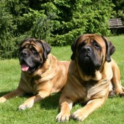 1337324925_vader_en_zoon
