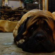 1356446652_laat_maar...