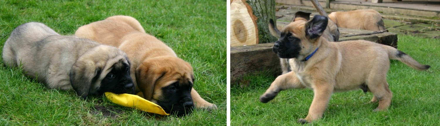 mastiff pup 7 weken