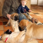 Raf Linus en de bende