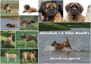 akkadisch vd hillse mastiffs tinus