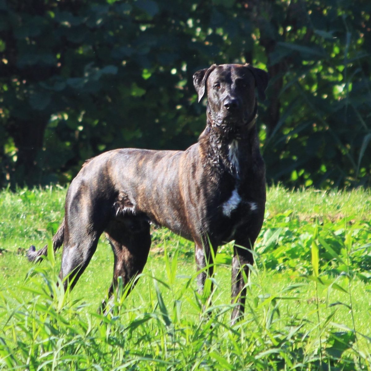 Freddy - Mastiff * Greyhound 1,5 jaar - Hillse Mastiffs