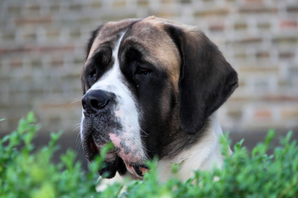img_3470 Rhapsody 15 mnd - Pied Mastiff - Hillse Mastiffs