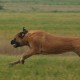 Alex in full speed - Hillse Mastiffs