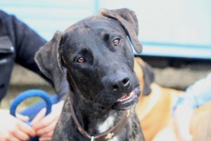 Lieve Freddy - Hillse Mastiffs