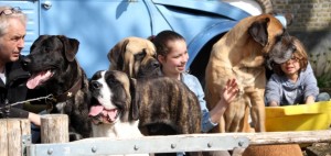 Genieten met de hondjes - Hillse Mastiffs
