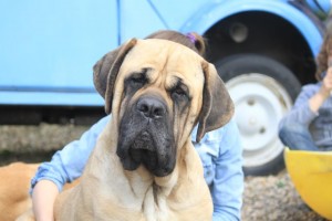 Voorjaar 2016 - Bones vraagt zich af..-Hillse Mastiffs