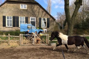 Voorjaar 2016 - Hillse Mastiffs