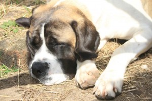 Voorjaar 2016 - Mastiff Rhapsody geniet van het zonnetje - Hillse Mastiffs