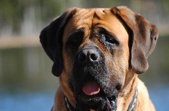 Alex vd Hillse Mastiffs