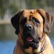 Alex vd Hillse Mastiffs