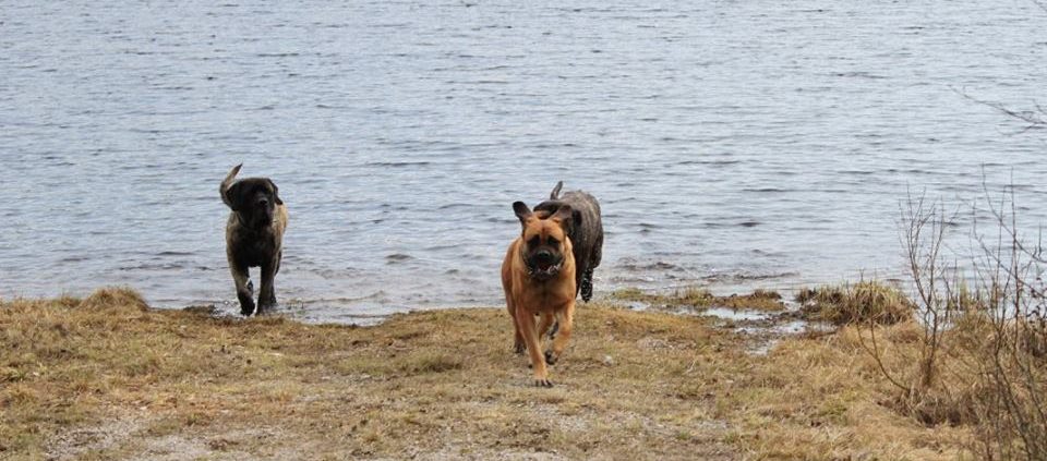 Alex en Savesco Mastiff pup