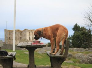 IMG_0667