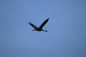 IMG_1337