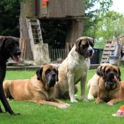 Alex drachtig - Hillse Mastiffs