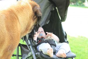 Mastiff Alex checkt even of het goed gaat met Tigo - Hillse Mastiffs