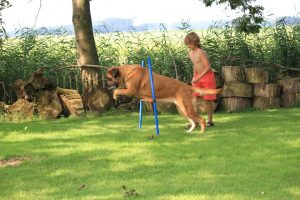 Mastiff Alex doet het voor - Hillse Mastiffs