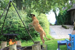 Mastiff Juul kiest voor de perenboom - Hillse Mastiffs