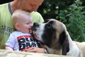 Mastiff Rhapsody moet even proeven - Hillse Mastiffs