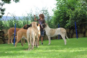 Tim legt uit wat de Mastiffs moeten doen - Hillse Mastiffs