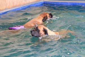 Mastiffs Juul en Alex genieten eveneens bij H2Ond