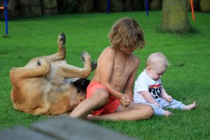 Alex geniet heerlijk mee - Hillse Mastiffs