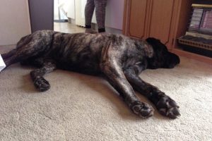 en slaperig - Hillse Mastiffs pups