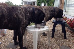...maakt hongerig - Ivan en Savecso Hillse Mastiffs