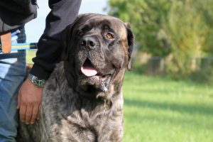 Savesco - Hillse Mastiffs pups