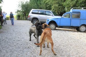 Alex en Savesco - Hillse Mastiffs pups