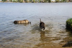 Ivan en Savesco zwemmen - Hillse Mastiffs