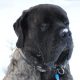 savesco-teleurgesteld - Hillse Mastiffs