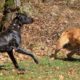 Freddy & Alex _ Hillse Mastiffs