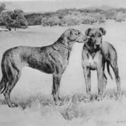 Great Dane - Mastiff x Greyhound