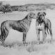 Great Dane - Mastiff x Greyhound