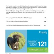 genetische gezondheid - Hillse Mastiff