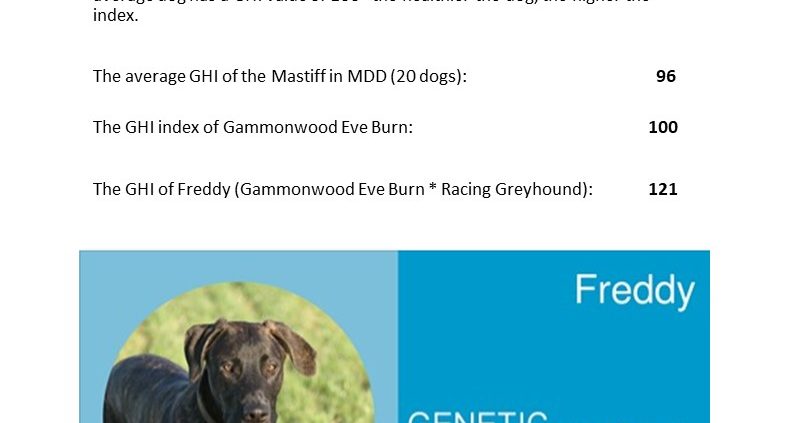 genetische gezondheid - Hillse Mastiff