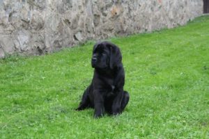 Mastiff Farrah Spod Holi - mama Jetje