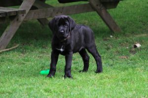 Mastiff - Juliette Spod Holi - Hillse Mastiffs