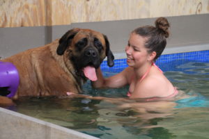 Dreamteam Alex & Iris - Hillse Mastiffs