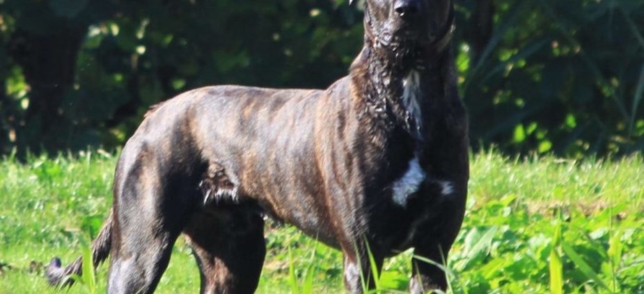 Freddy - outcross 50% Mastiff - 50% Racing Greyhound