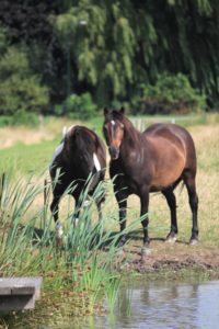 Onze paardjes Janus en Dans - Hillse Mastiffs