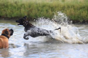 Plons! - Hillse Mastiffs