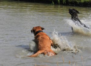 Alex en Freddy genieten van het water - Hillse Mastiffs