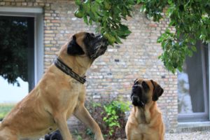 Juultje - Mastiff - Hillse Mastiff