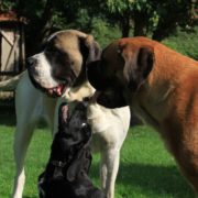 Jetje maakt kennis met de Hillse Mastiffs