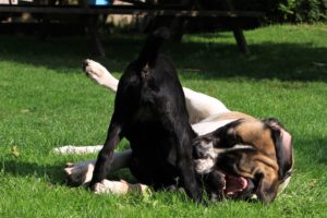 Jetje en Rhaspody - Mastiff - Hillse Mastiff