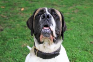 Waar is die peer? - Hillse Mastiffs