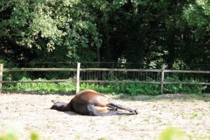 Genieten van het zonnetje - Hillse Mastiffs