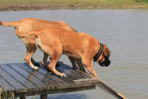 Moeder & Dochter - Hillse Mastiffs